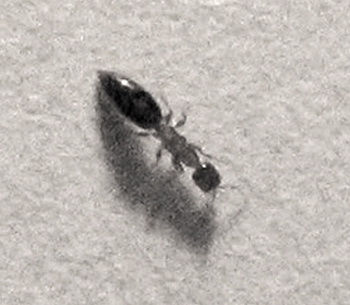 Identificazione insetto: forse Sclerodermus domesticus?
